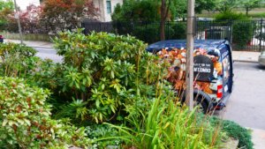Van parked on street behind dense shrubs.